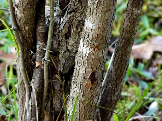 {Crataegus phaenopyrum}